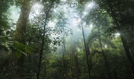 Dia-Internacional-de-los-Bosques-Tropicales