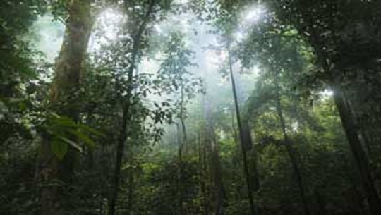 Dia-Internacional-de-los-Bosques-Tropicales