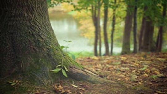 📹 Día Mundial del Árbol