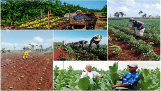 Muestran favorables indicadores productivos campesinos de  Cienfuegos