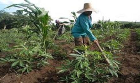 Por-que-es-importante-la-contratacion-en-la-produccion-agropecuaria