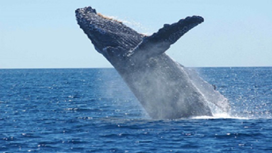 dia-mundial-de-las-ballenas-y-delfines