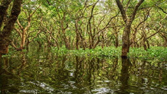 📹 Día Internacional de conservación del Ecosistema de Manglares