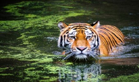 Día Internacional del Tigre