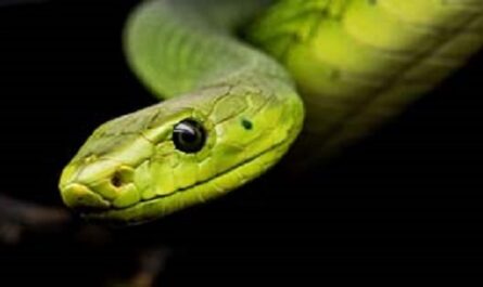 Dia-Mundial-de-la-Serpiente
