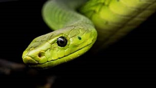 📹 Día Mundial de la Serpiente