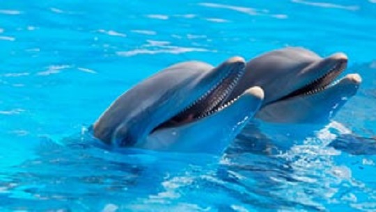 📹 Día Mundial de los Delfines en Cautiverio