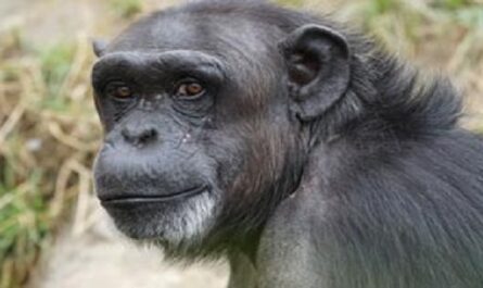 Dia-Mundial-del-Chimpance