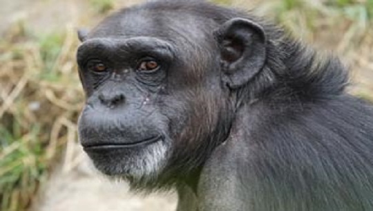 📹 Día Mundial del Chimpancé