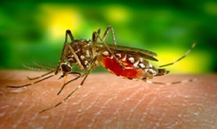 Dia-Internacional-contra-el-Dengue