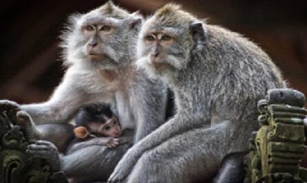 Dia-Internacional-de-los-Primates