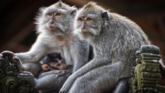 Día Internacional de los Primates
