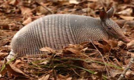 Dia-Internacional-del-Armadillo