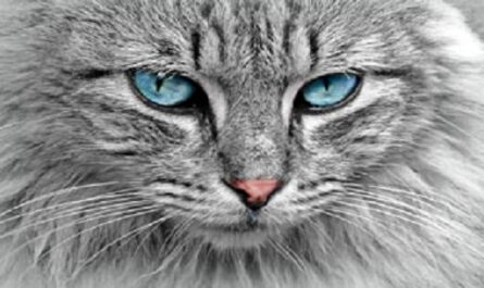 Dia-Internacional-del-Gato