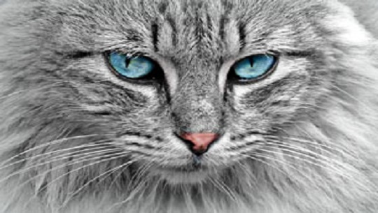 📹 Día Internacional del Gato
