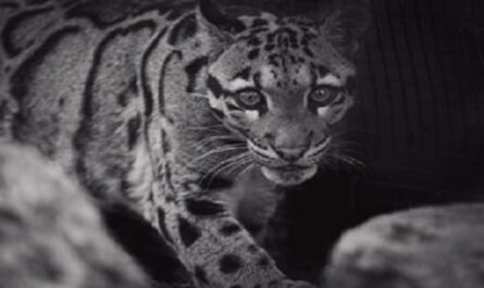 Dia-Internacional-del-Leopardo-Nublado