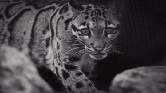 Dia-Internacional-del-Leopardo-Nublado