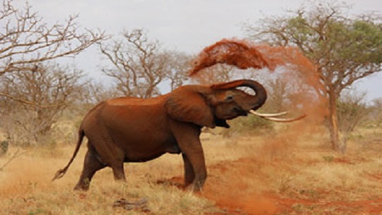📹 Día Mundial del Elefante