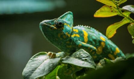 Dia-Mundial-del-Lagarto