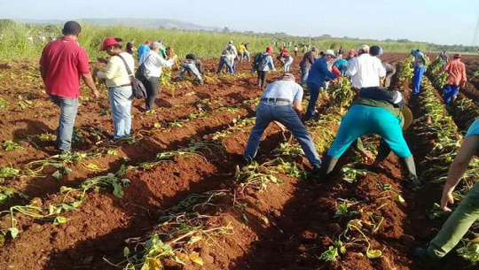 Convoca Federación de Mujeres Cubanas a trabajo productivo en todo el país este domingo