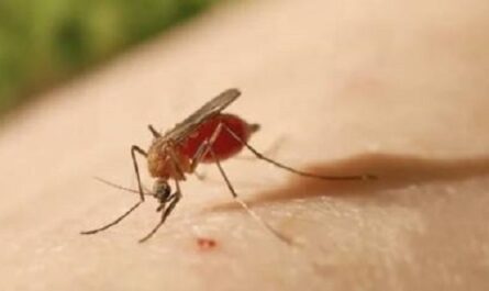 Preocupa-a-la-OPS-expansion-gegrafica-del-virus-Oropouche