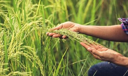 Festival de la Radio en Cienfuegos: Comentario La ruta del arroz en Aguada de Pasajeros