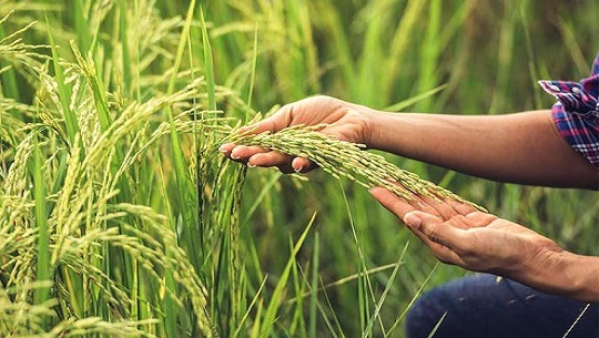 Festival de la Radio en Cienfuegos: Comentario La ruta del arroz en Aguada de Pasajeros