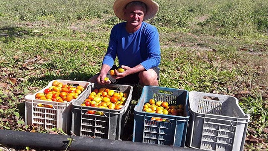 El daño inmenso del bloqueo a la agricultura en Cienfuegos