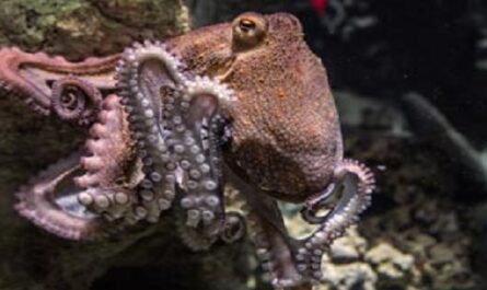Dia-Internacional-del-Pulpo