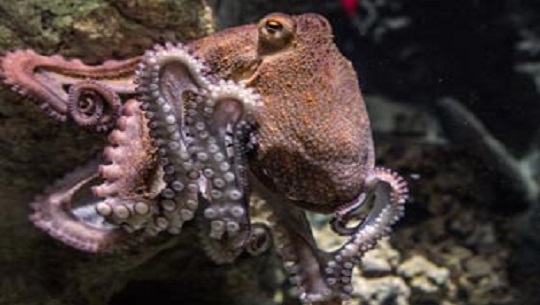 Dia-Internacional-del-Pulpo