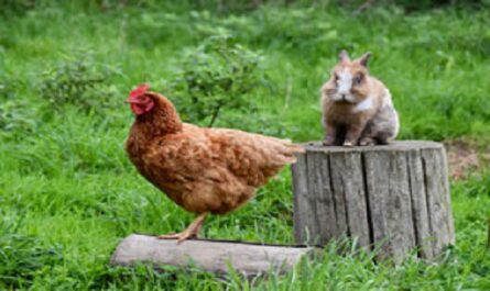 Dia-Mundial-de-los-Animales-de-Granja