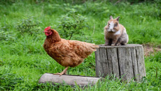 Dia-Mundial-de-los-Animales-de-Granja