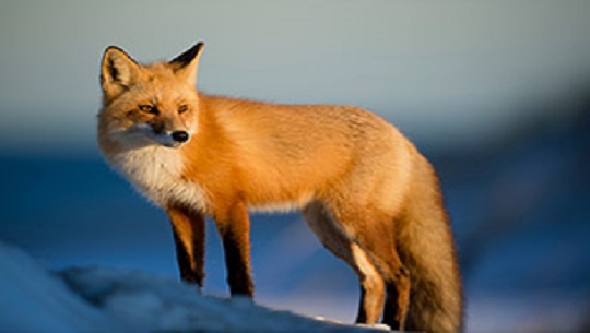 📹 Día Mundial de los Animales