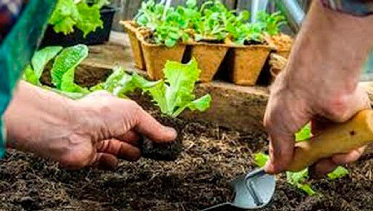 Producen alimentos en pequeñas parcelas cederistas cienfuegueros