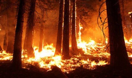 Dia-para-prevenir-la-explotacion-del-Medio-Ambiente-en-la-guerra-y-los-conflictos-armados