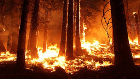 📹 Día para prevenir la explotación del Medio Ambiente en la guerra y los conflictos armados