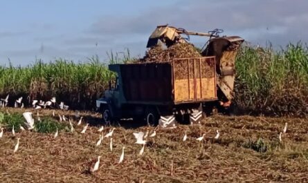 Aseguran-aporte-diario-de-cana-al-central-14-de-julio