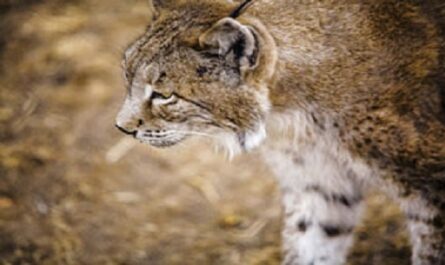 Dia-Internacional-del-Lince-Iberico