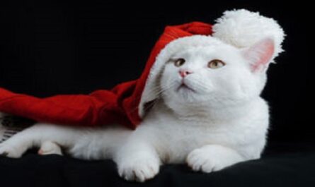 Navidad