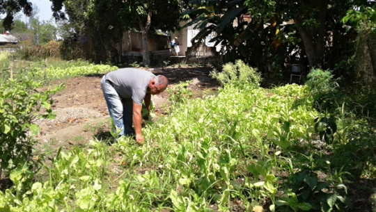 Promueven vecinos de Cienfuegos  producción  de alimentos en parcelas 