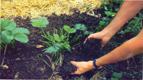 Más presencia de técnicas agroecológicas en fincas de Cienfuegos