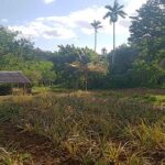 Garantiza finca de Cienfuegos materia prima para producir medicamentos