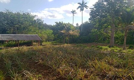 Garantiza finca de Cienfuegos materia prima para producir medicamentos