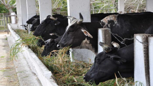 Cruzamientos genéticos de la masa ganadera y ovina en la UBPC Aguadita