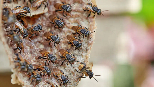 🎧 Triángulo de la confianza con Onelia y Odalys, meliponicultoras de Cienfuegos