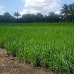 Anuncian próxima cosecha de arroz en Cienfuegos