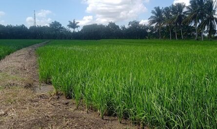 Anuncian próxima cosecha de arroz en Cienfuegos