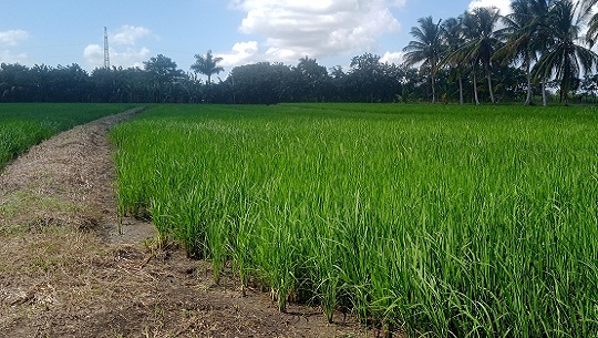 Anuncian próxima cosecha de arroz en Cienfuegos