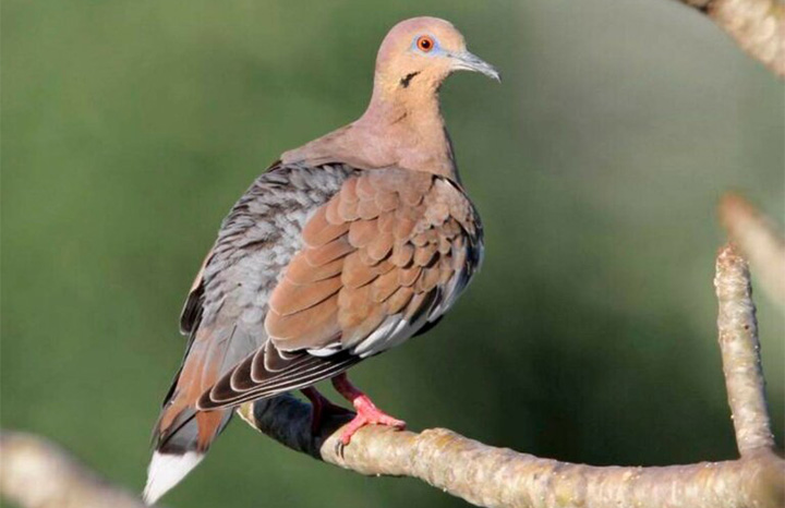 Extienden temporada de caza cinegética en Cuba hasta marzo