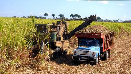 Aumentan cooperativas cañeras incorporadas a Zafra azucarera en sector analista cienfueguero
